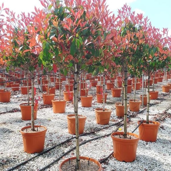 Photinia serr. 'Red Robin' (Fotinija na steblu)