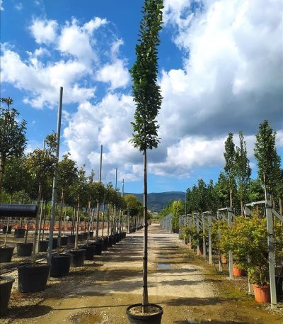 CARPINUS BET. PYRAM. "LUCAS" ZE-8056455942602
