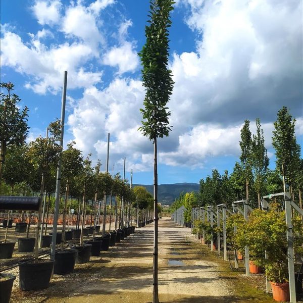 CARPINUS BET. PYRAM. "LUCAS"