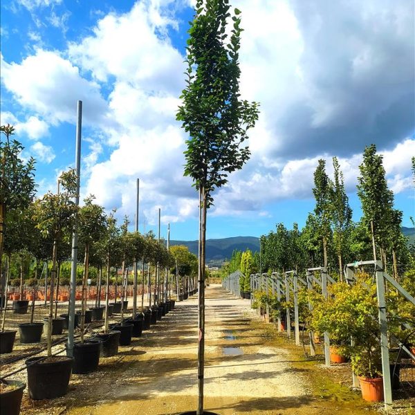 CARPINUS BET. PYRAM. "LUCAS"