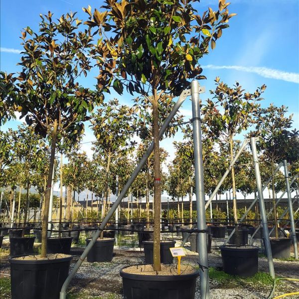 Magnolia grandiflora 'Gallisoniensis'  (Velecvetna magnolija na steblu)