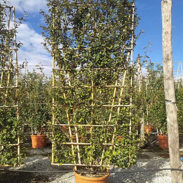 Elaeagnus ebbingei (Ebbingova oljna rastlina – ŠPALIR IN METALLO 85 X 50 C)