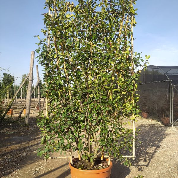 Photinia serrulata 'Red Robin' (Rdeči robins – ŠPALIR)