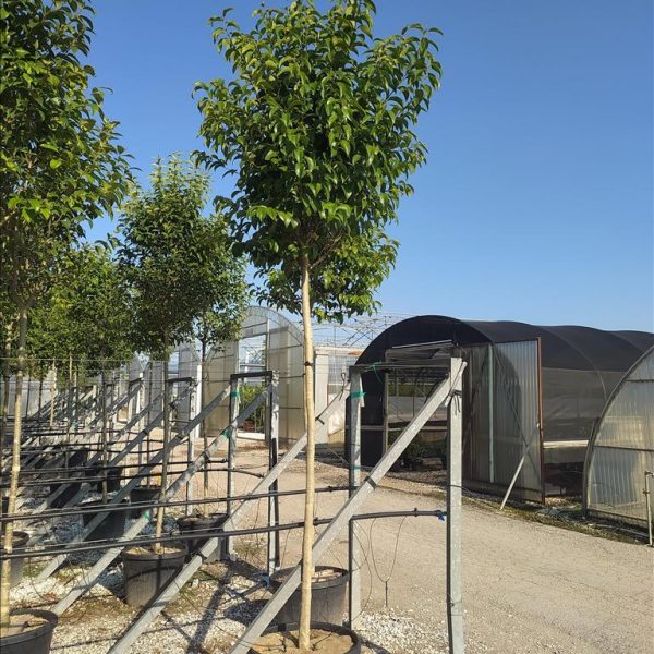 Ligustrum japonicum (japonski liguster – Na steblu)