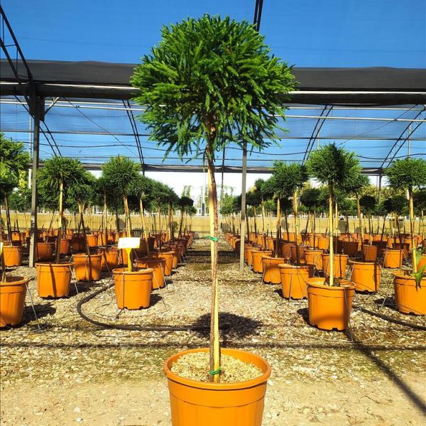 Cryptomeria japonica 'Globosa Nana ' (Kriptomerija - NA STEBU)