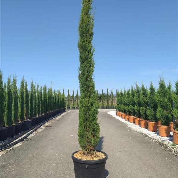 Cupressus sempervirens 'Pyramidalis' (Stebrasta cipresa)