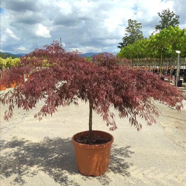 ACER PALM.DISS. "INABASHIDARE"