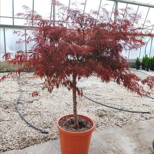 ACER PALM.DISS. "INABASHIDARE"