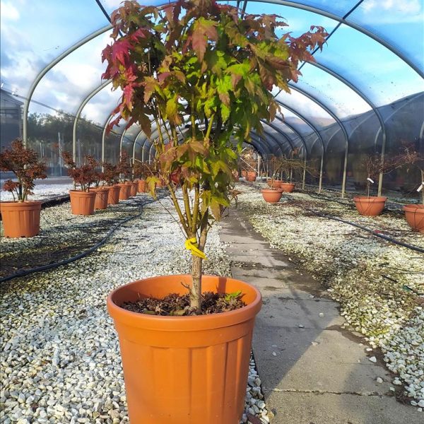 Acer  'Pacific Sunset'  (Ostrolistni javor)