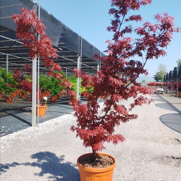 Acer palmatum 'Skeeter's Broom' (Pahljač. rdečelist. javor)