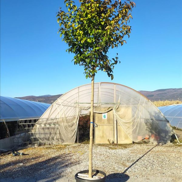 Ligustrum japonicum (japonski liguster – Na steblu)