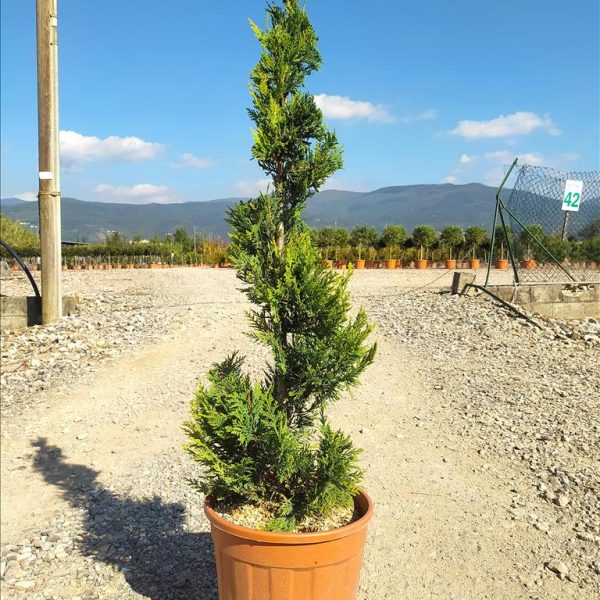 Cupressocyparis leylandii 'Castle Gold´ (Leylandova cipresa, oblikovana)