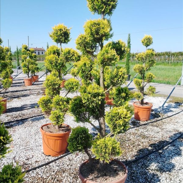 Cupressocyparis leylandii 'Gold Rider '  (Leylandova cipres POMPONS)