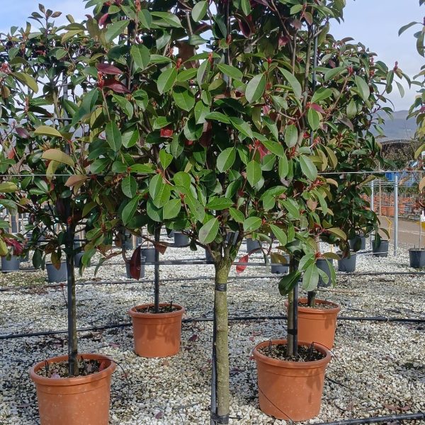 Photinia serr. 'Red Robin' (Fotinija na steblu)