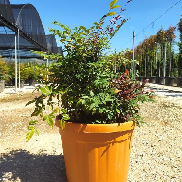 Nandina domestica 'Gulf Stream Rubra' (Nandina/Nebeški bambus)