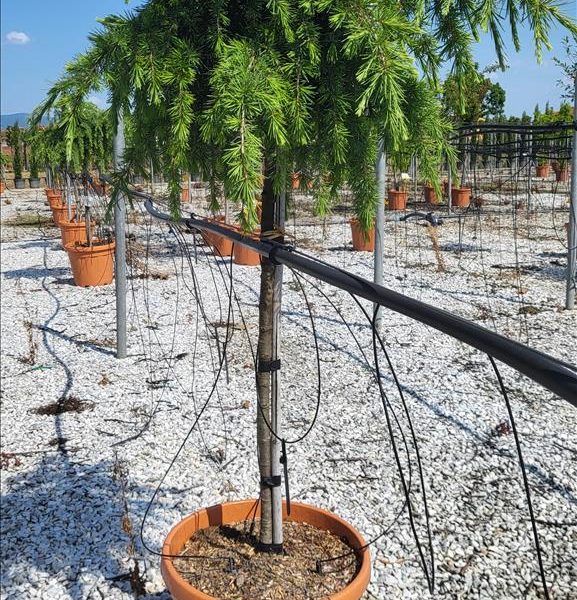 Cedrus deodara 'Feelin Blue' (Pritlikava himalajska cedra - NA STEBLU)