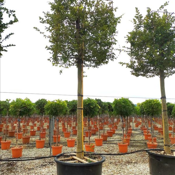 Carpinus betulus 'Pyramidalis' (Piramidasti bukovec)
