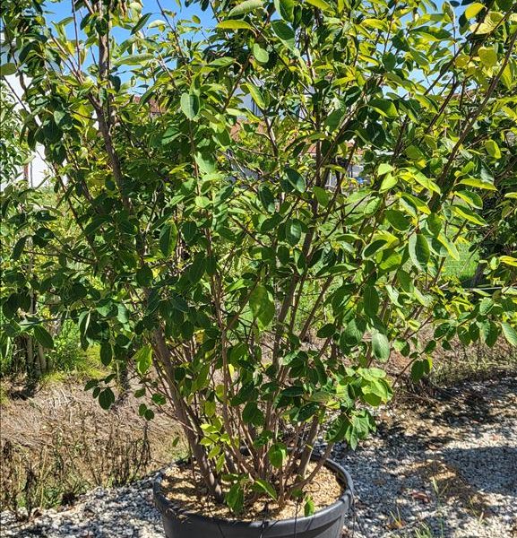 Amelanchier lamarckii (Šmarna hrušca)