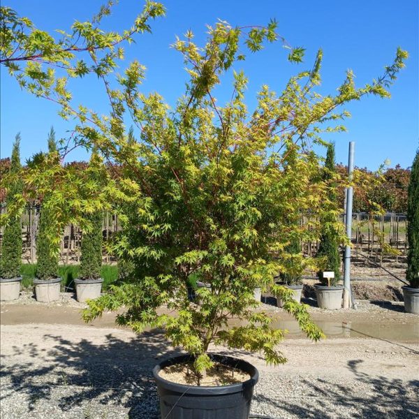 Acer palmatum 'Sango Kaku' (Pahljačasti javor)