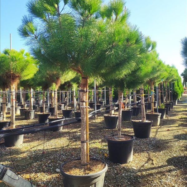 Pinus pinea (Pinija Sredozemski bor)
