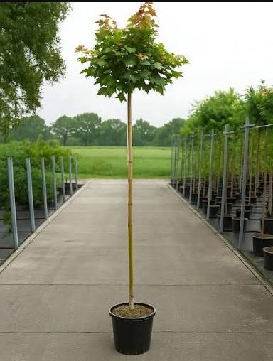 Acer platanoides 'Globosum' (Kroglasti ostrolistni javor)