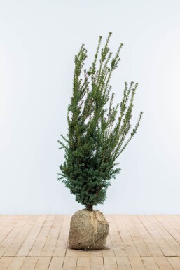 Taxus media ‘Hillii’ (Tisa brez plodov - moška rasltina – -)