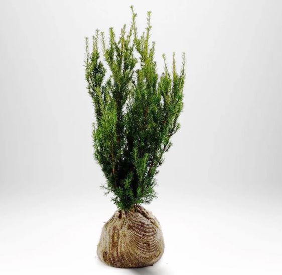 Taxus media ‘Hillii’ (Tisa brez plodov - moška rasltina – -)