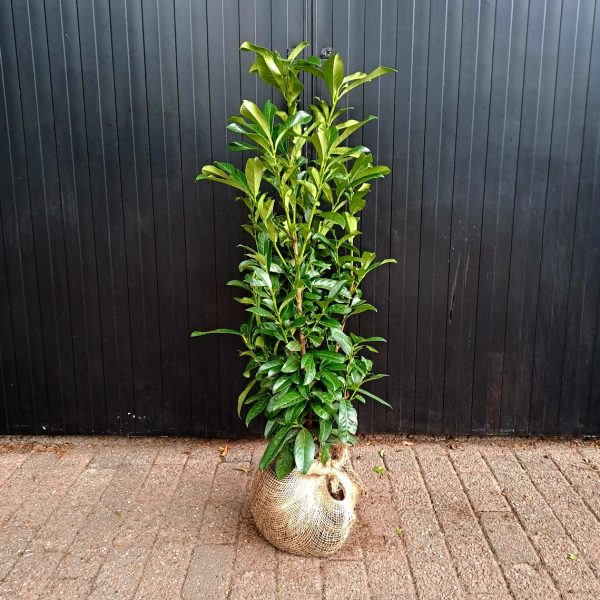 Prunus laurocerasus 'Genolia' (Lovorikovec bolj ozke rasti)