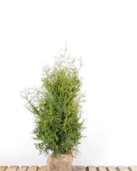Thuja occidentalis 'Brabant' (Ameriški klek – -)